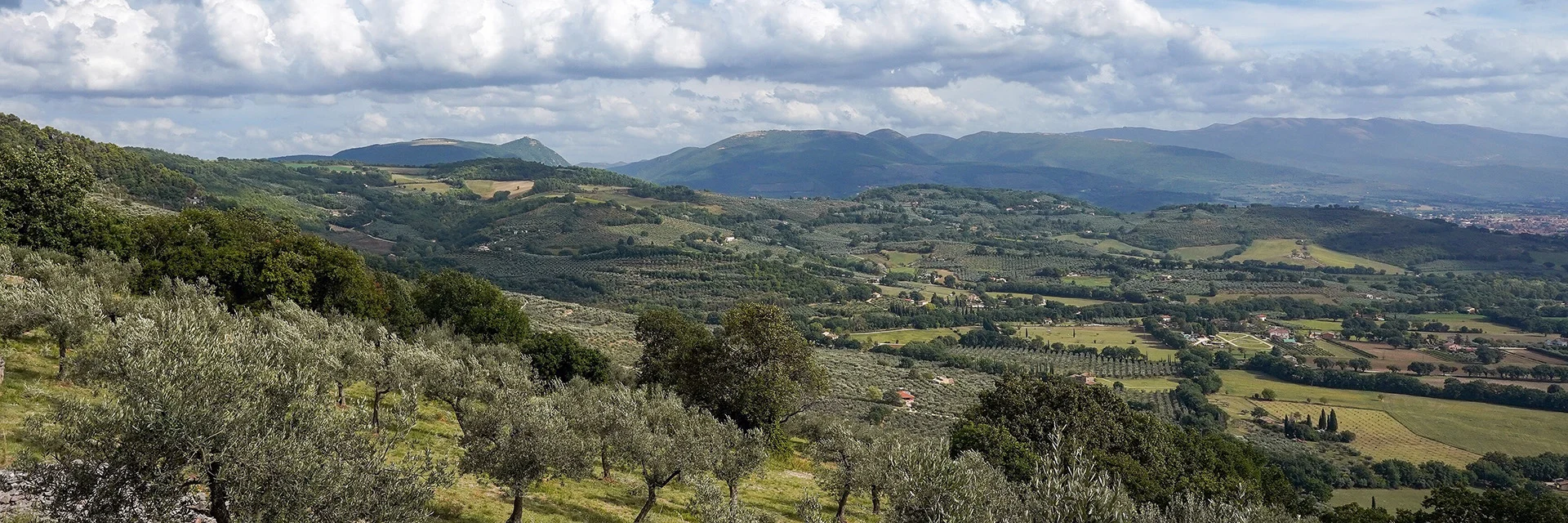 Olive groves and fields in the foothills and valley near Spello, Umbria, Italy.
